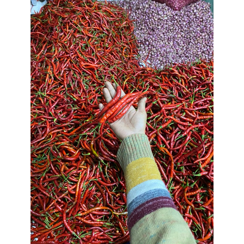 

Cabe kriting fresh baru PANEN