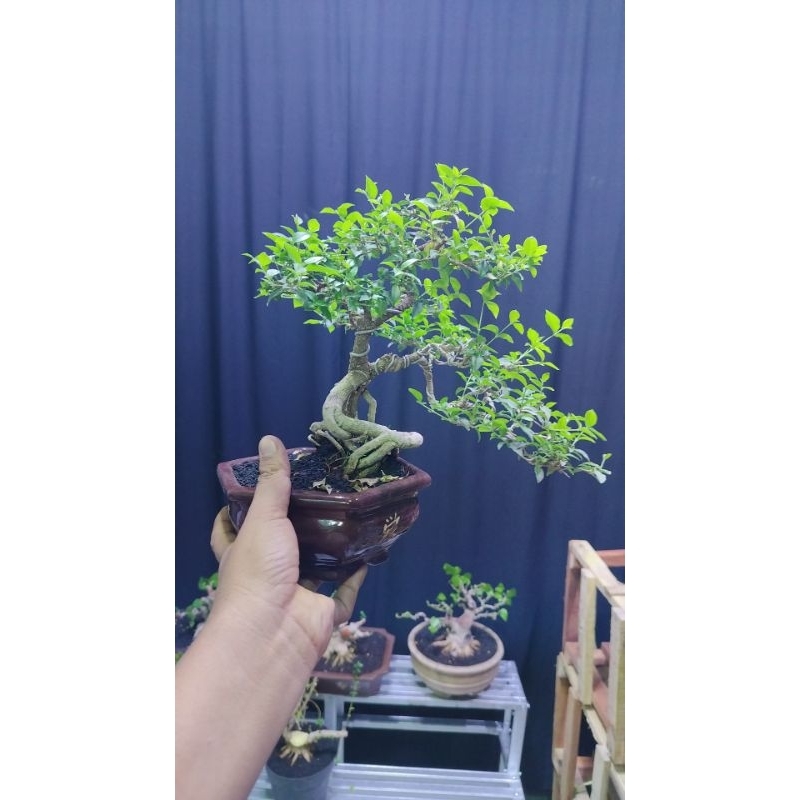 bonsai iprik mame