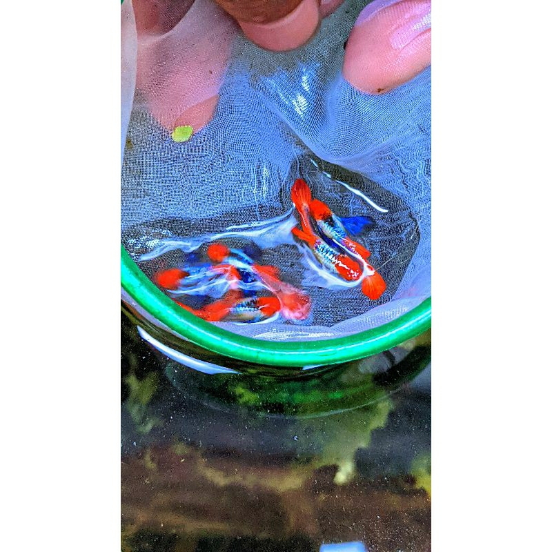 hiasan aquarium (guppy prtde koi)