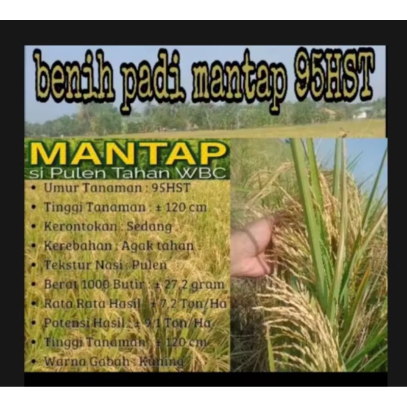 BENIH PADI MANTAP 95HST KUALITAS ORI KEMASAN 1KG (COD)