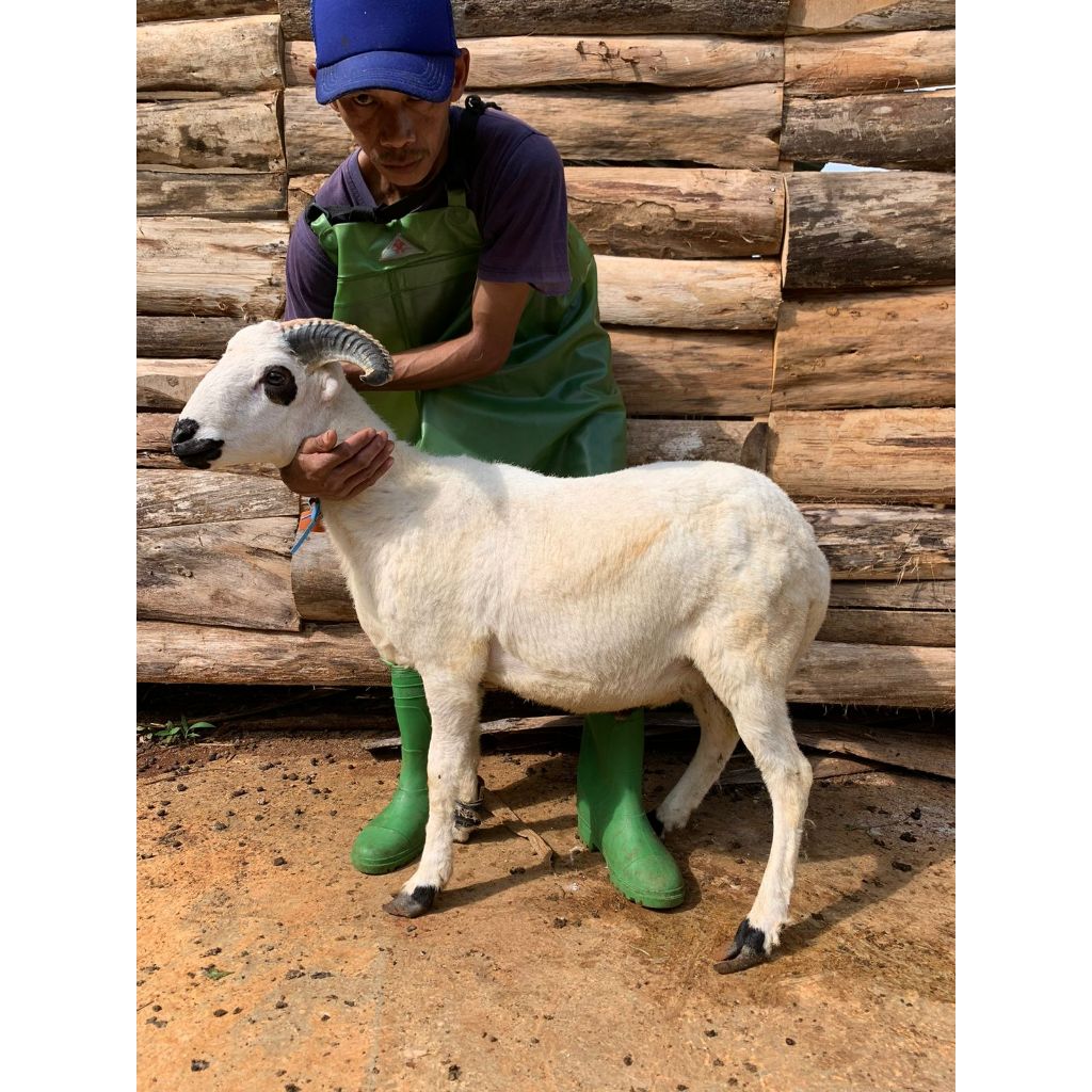 

[KHUSUS BANDUNG RAYA] Domba aqiqah & qurban - BETINA - halal