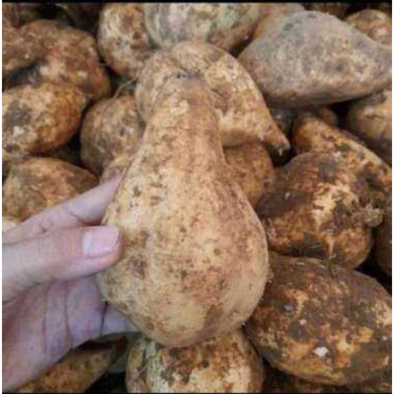 

KEBUN_SUBUR EZA- Ubi Manohara 1 Kg