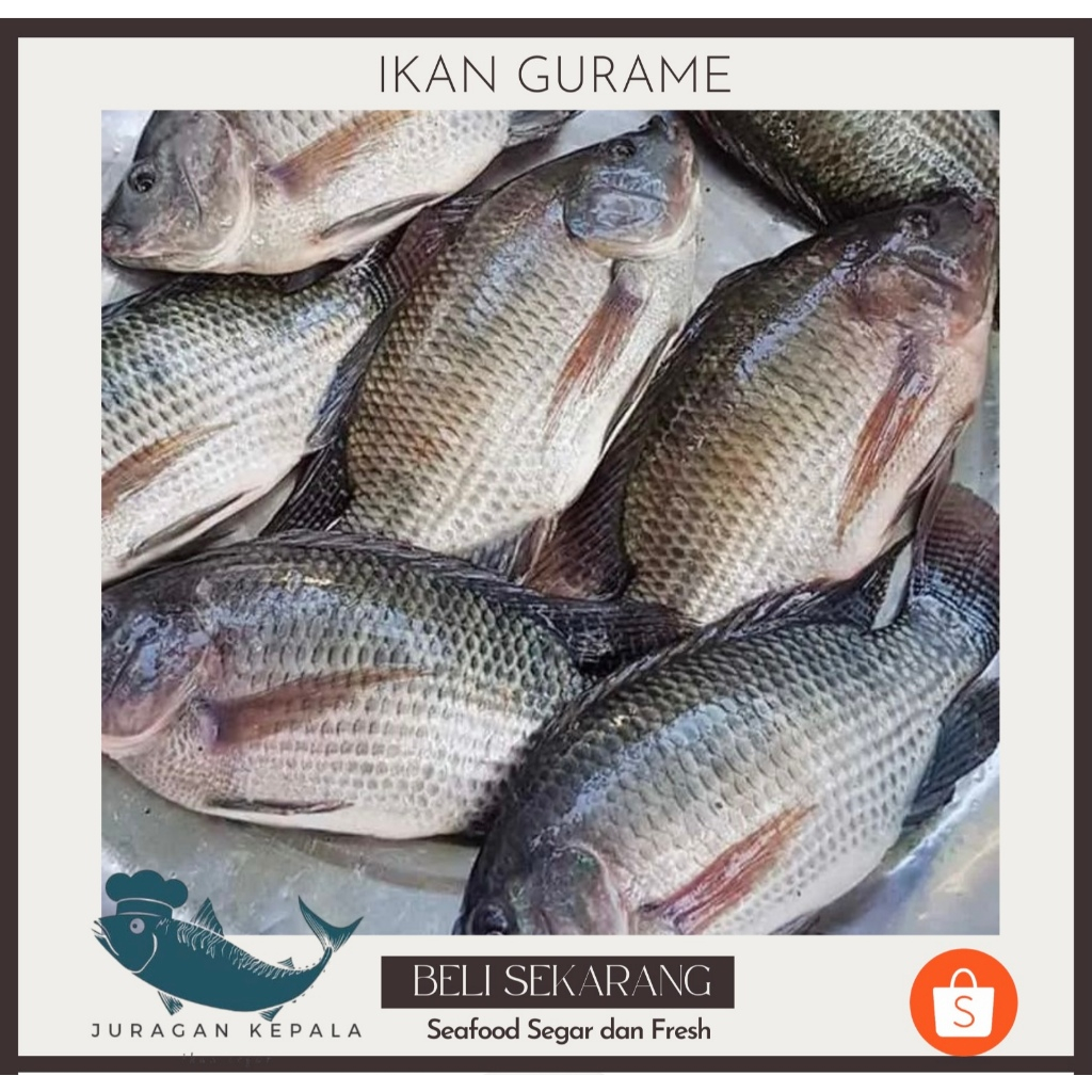 

JURAGAN IKAN GURAQME SEGAR 1 KG