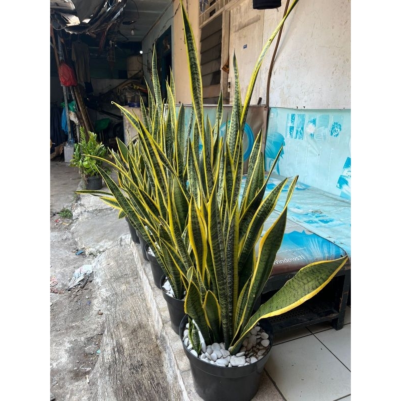 Tanaman Hias Lidah Mertua Sansevieria dalam Pot 40cm Siap Kirim