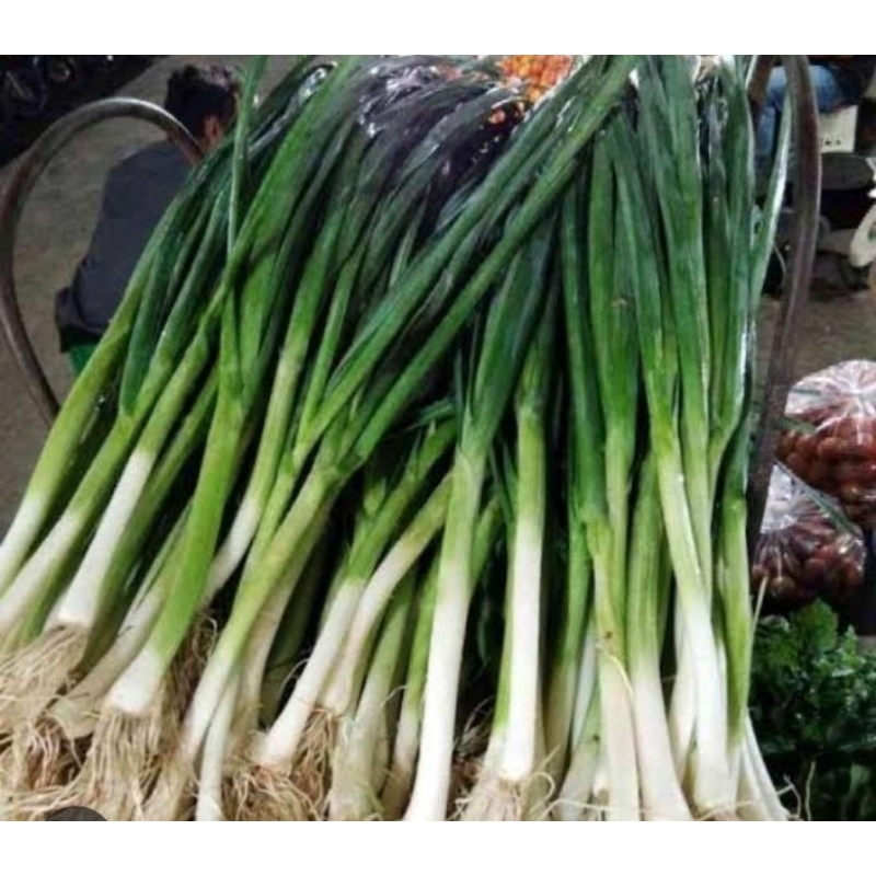 

Bawang Prei - Daun Bawang Pre