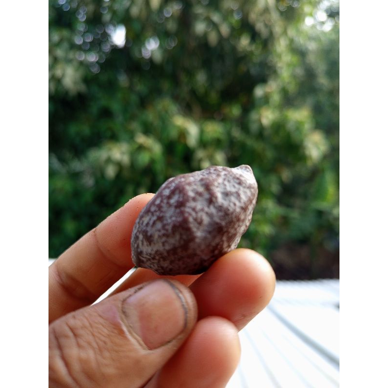 MUNCANG_JAYANTI_MILENIAL