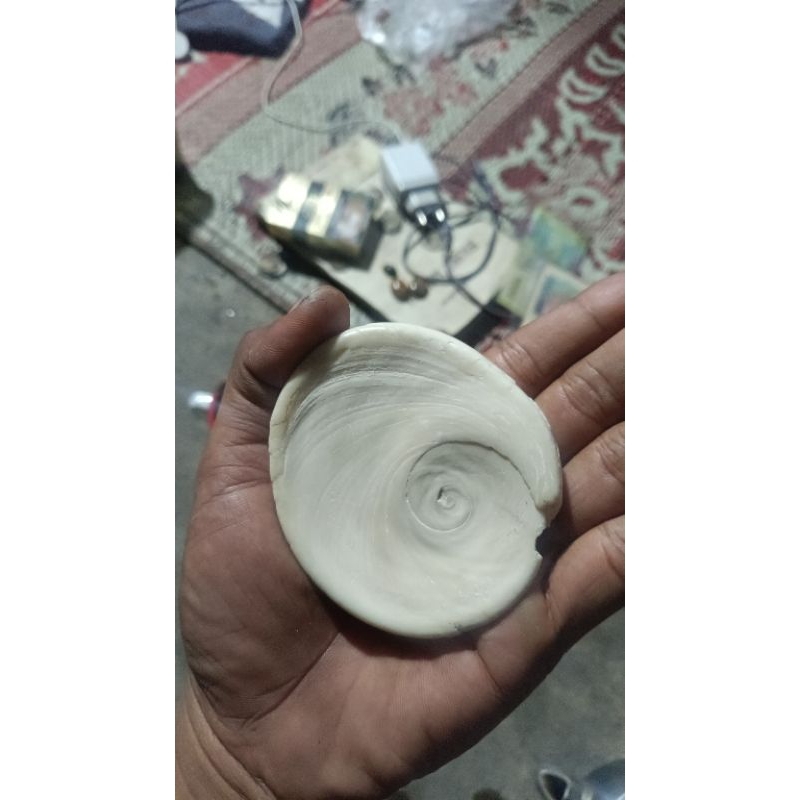 Kol Buntet Jumbo Besar Asli Alam