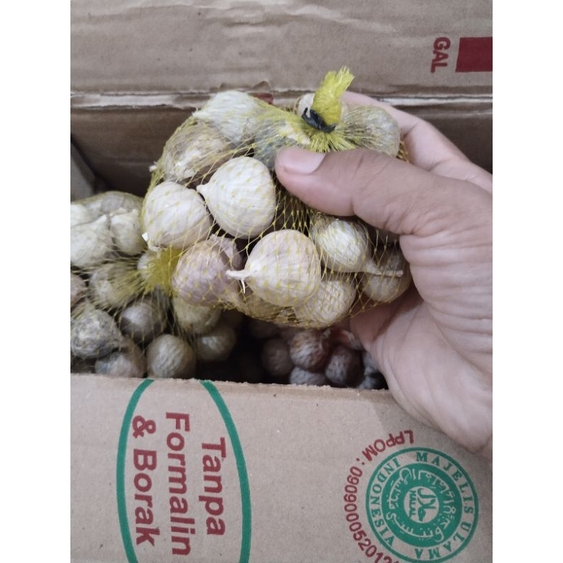 

bawang obat bawang tunggal