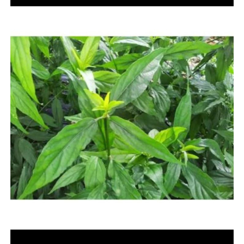 

Ready Daun Belalai Gajah Segar sabah snack Grass Clinatha Obat Herbal