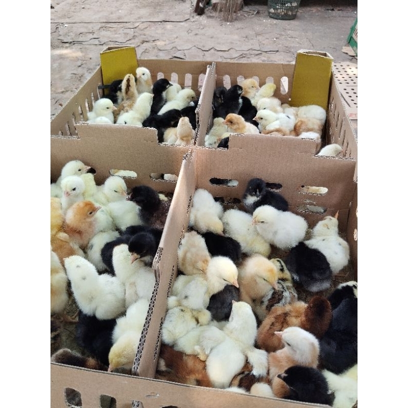 Bibit ayam Super Joper 1 Bok isi 100 ekor