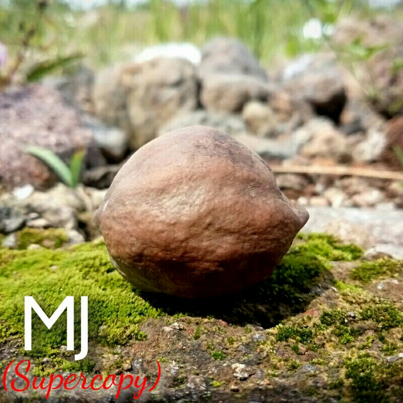 Muncang/Kemiri Adu Jenis Mayit Jawa (Supercopy)