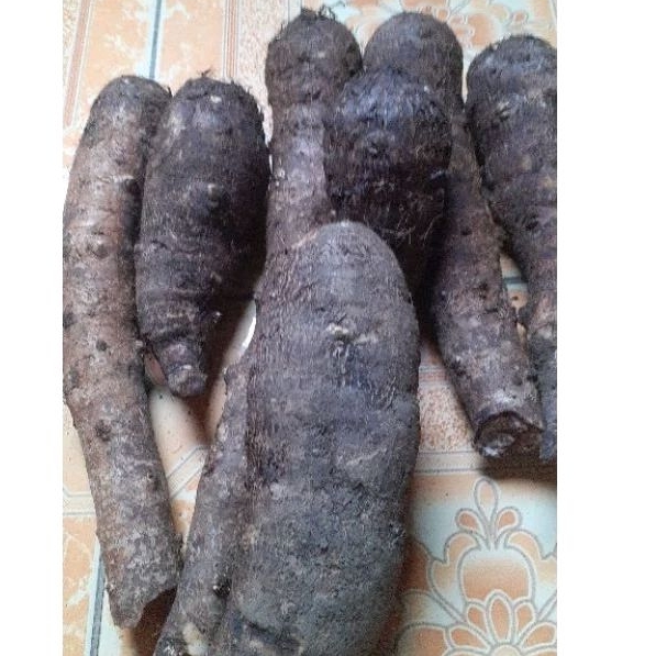 

umbi talas pulen/ talas bandung paket 1 kg