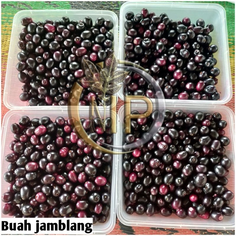 

Buah Jamblang/duwet fresh baru petik