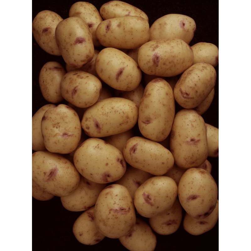 

kentang/potato segar fresh 1kg