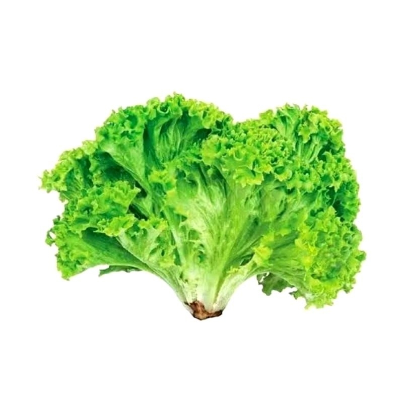 

Selada Segar 250gram