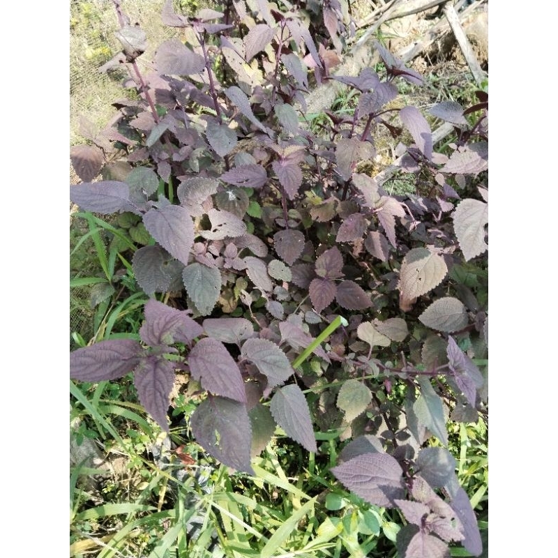 

Daun jawer kotok segar 250grm