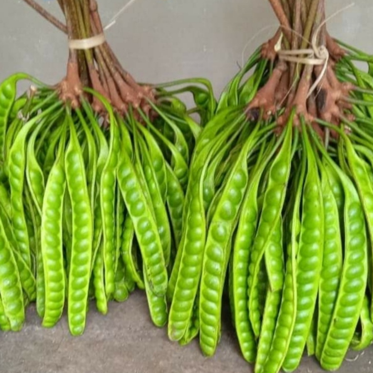 

PETAI/PETE per 8 papan (TERMURAHHHH)