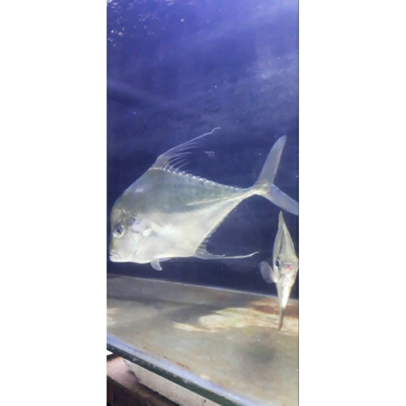 

IKAN HIAS LAUT PREDATOR DIAMOND TREVALLY