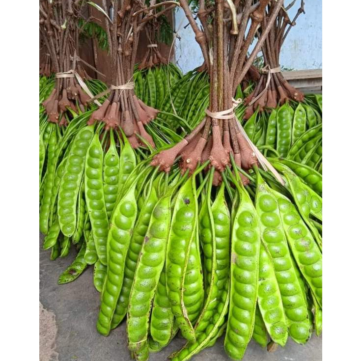 

PETE/PETAI PENDEK per papan/lonjor/fress