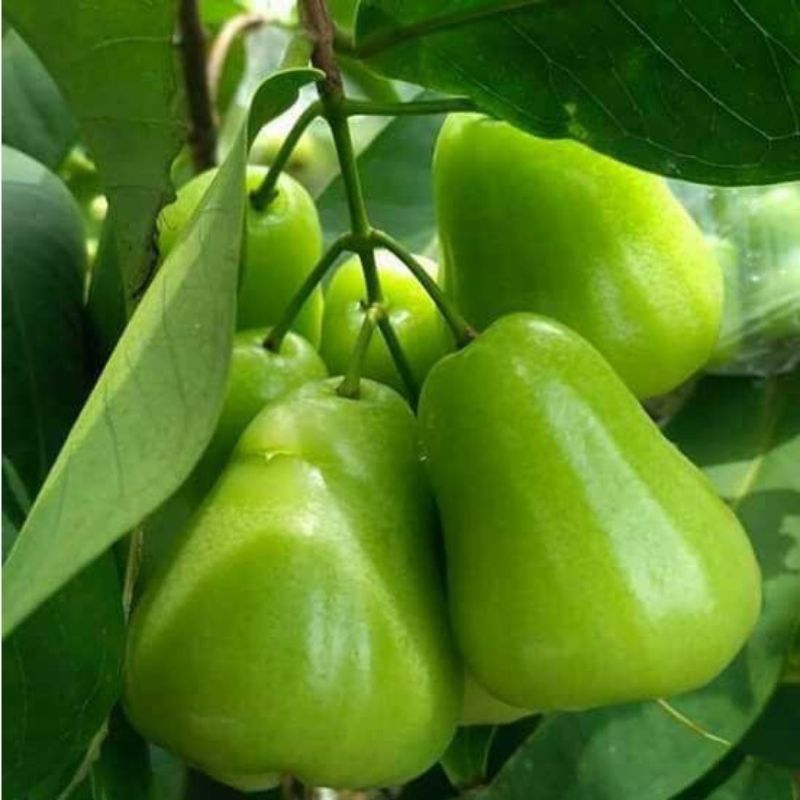 Bibit jambu air green giant