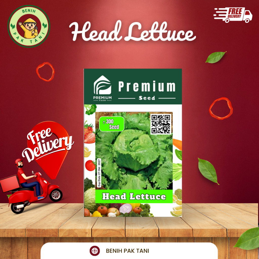 Benih HEAD LETTUCE  PREMIUM SEED Selada Krop Iceberg