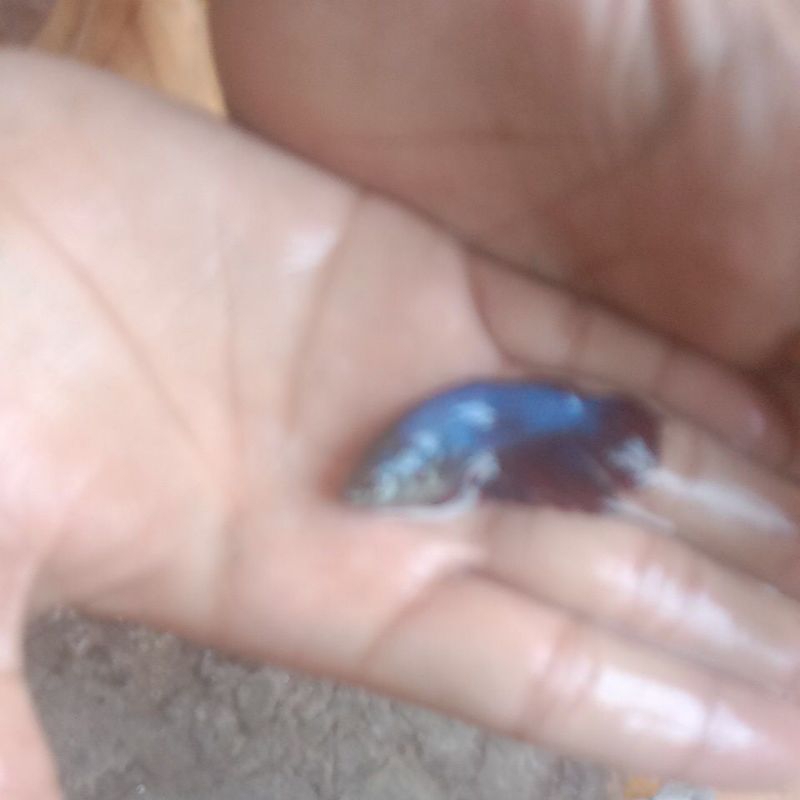 ikan slayer/hm red blue J