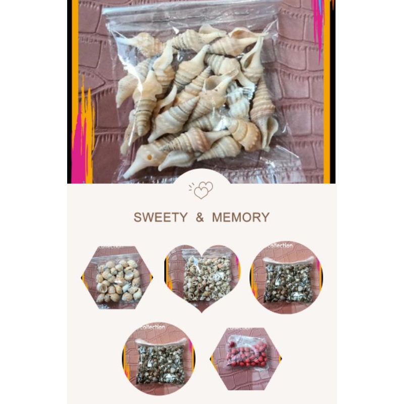 cangkang kerang untuk kerajinan