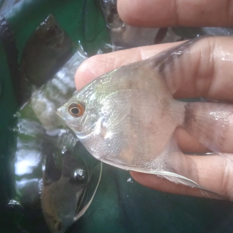 Hiasan aquascape manfish blue pinoy