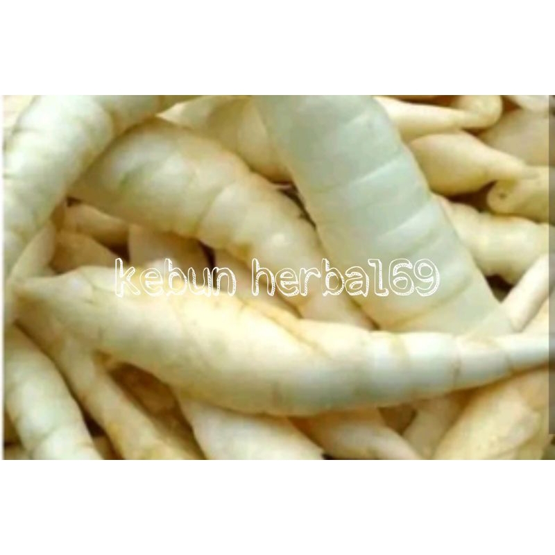 

Umbi garut/umbi terigu segar 1kg murah