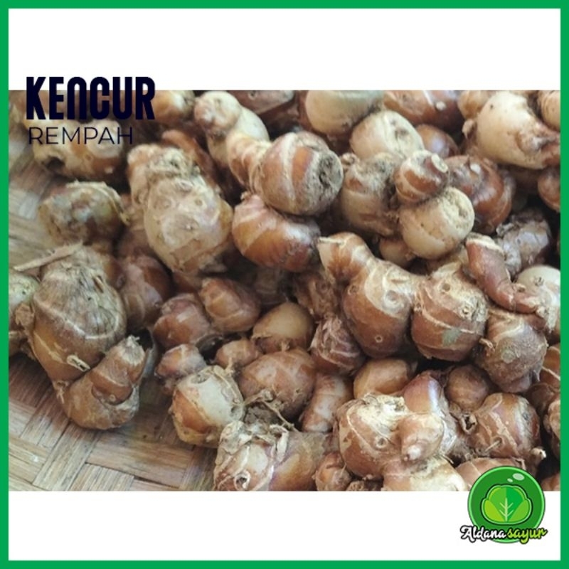 

Kencur aldana sayur garut 250gr