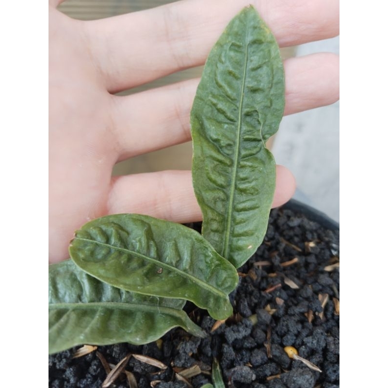 anthurium reflexinervium equador