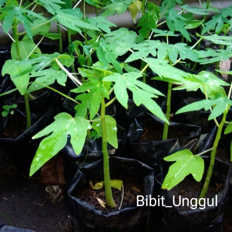 Bibit Pepaya California Unggul