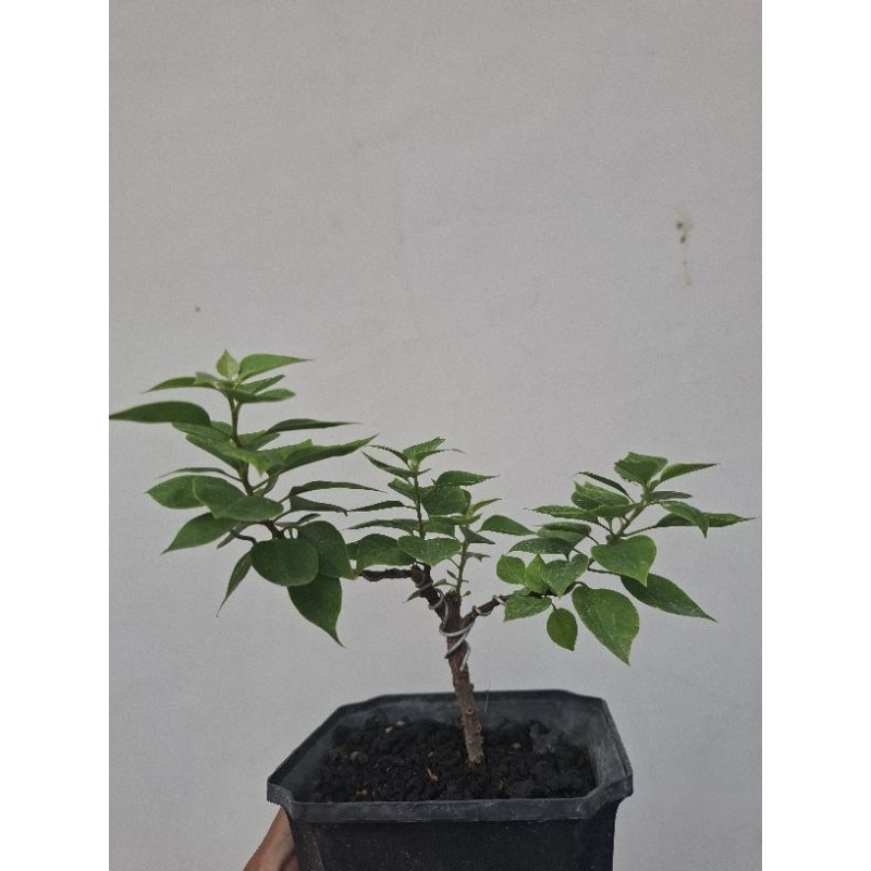 bonsai bugenvil singapore