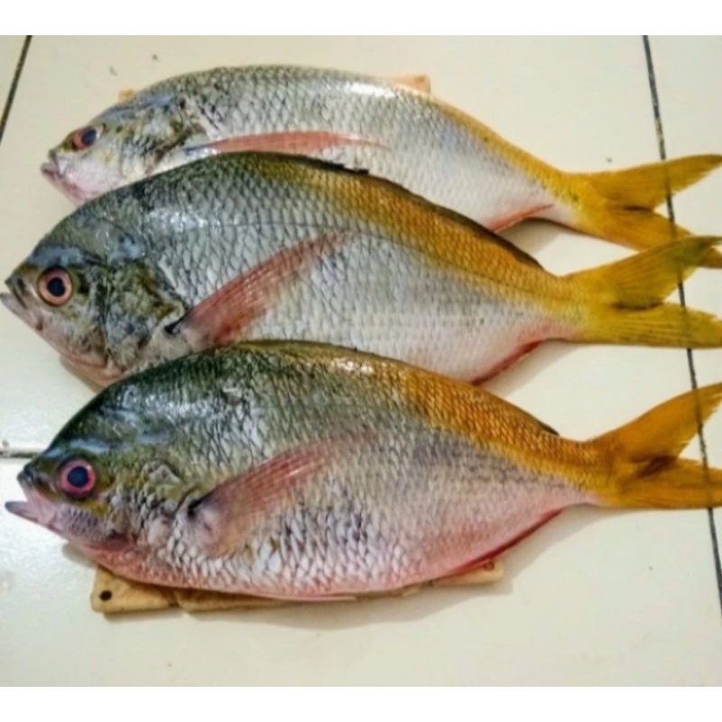 

ikan ekor kuning fresh