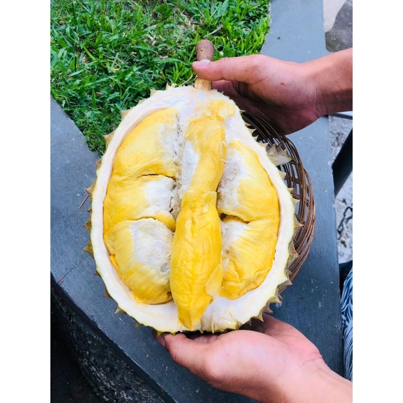 

DURIAN BAWOR ASLI MATENG POHON 100% BOBOT BERAT RATA-RATA 1.5 SAMPAI 8.0 KG