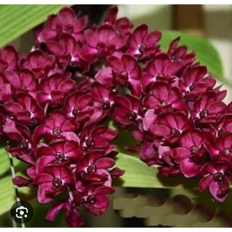 GIGANTEA | ANGGREK GIGANTEA SPEACK/KNOP