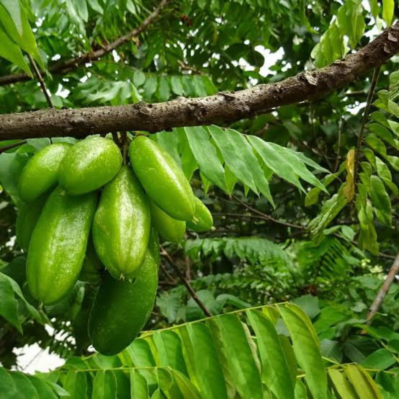

Buah belimbing wuluh 1kg