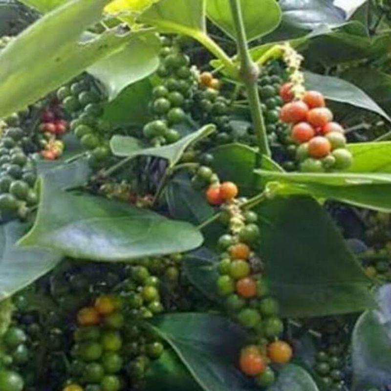 10 Benih Biji Bibit Lada Putih