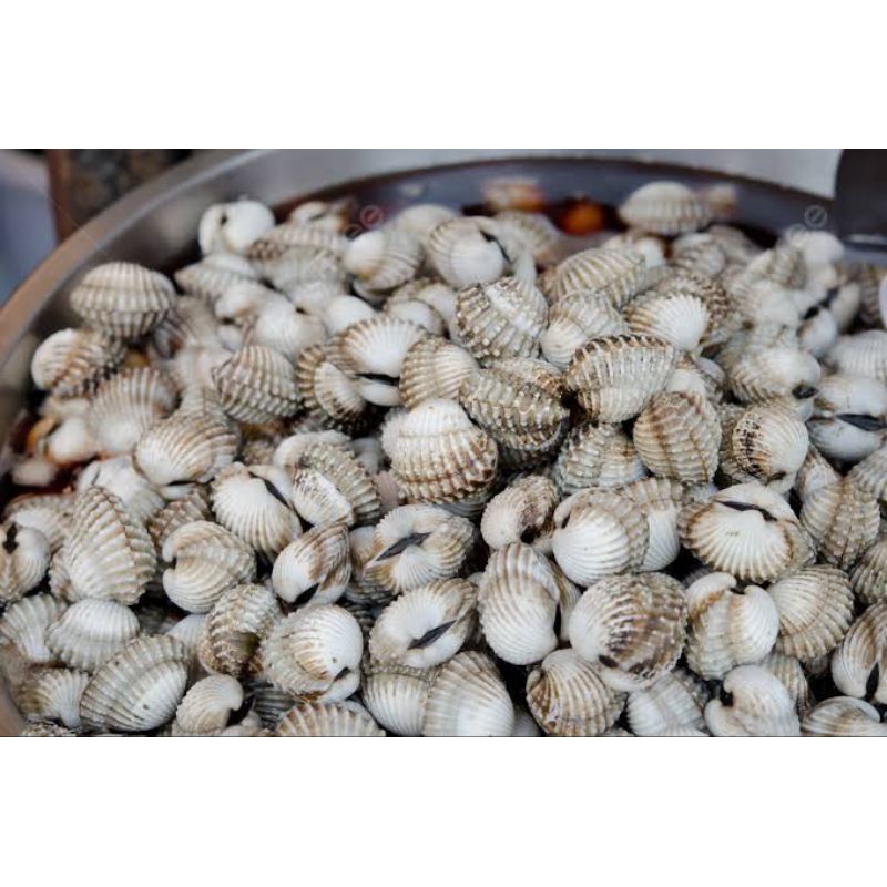 

Kerang Putih Dara Bandung