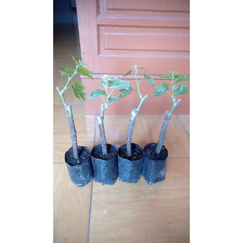 bibit anggur import mini 75rb dapat 4 bibit