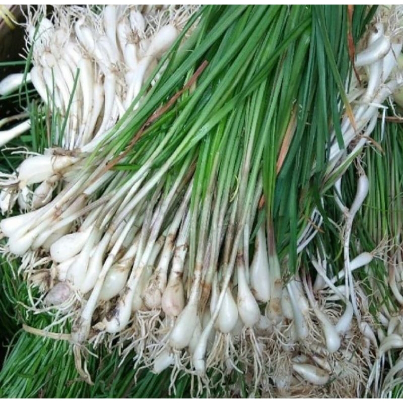 

sayuran bawang kuncai 1kg