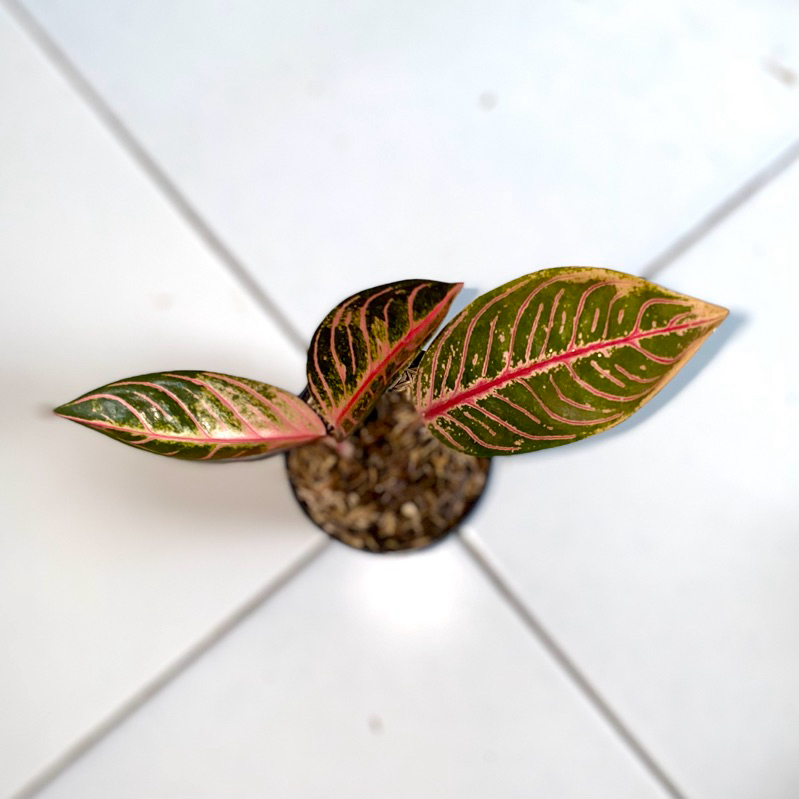 Aglaonema tamara