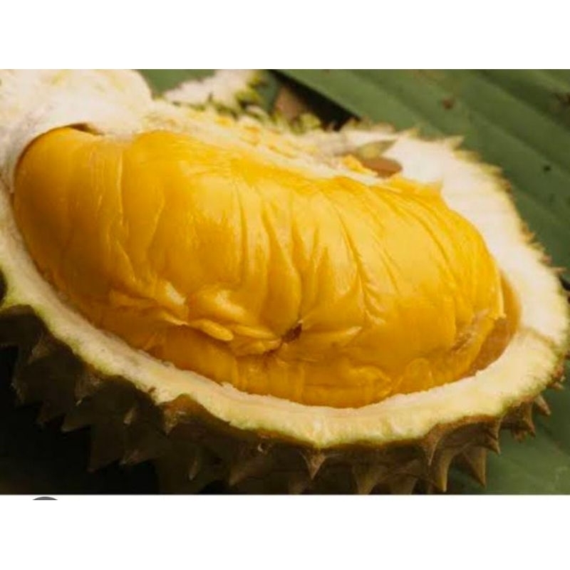 

Durian Montong Bawor Asli Banyumas Berat 1,5 - 2,5 Kg Manis Legit Matang Pohon Termurah