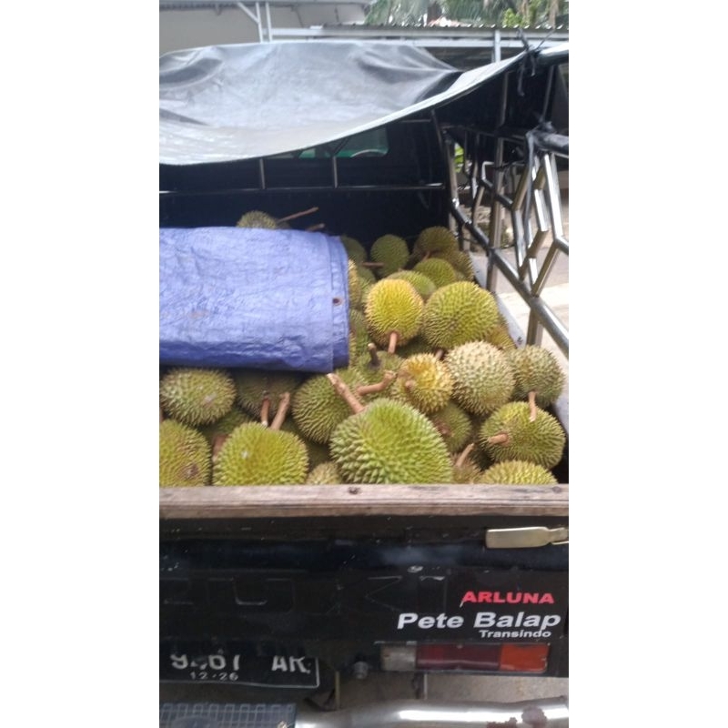 

Durian Lokal Asli Banyumas Murah Matang Pohon Ukuran Sedang Termurah