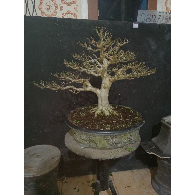 bonsai anting putri  medium prospek