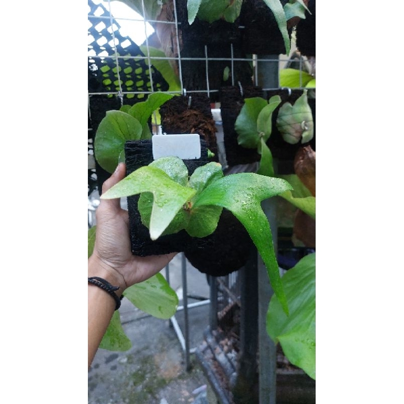 Platycerium Stemaria SP