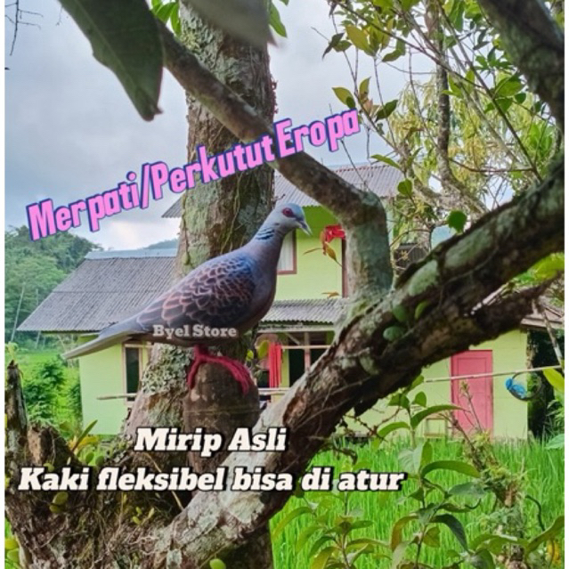 Patung Merpati Eropa / Jontrot Perkutut