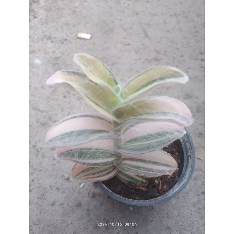 tradescantia sillamontana parigata