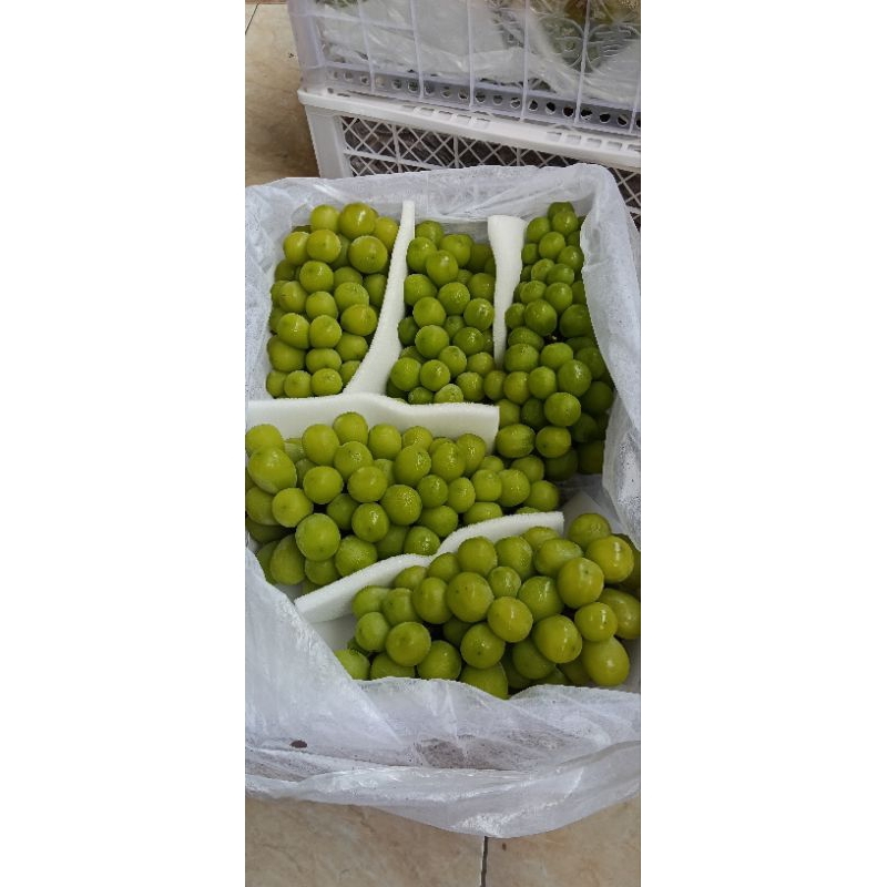 

Anggur Hijau Shine Muscat