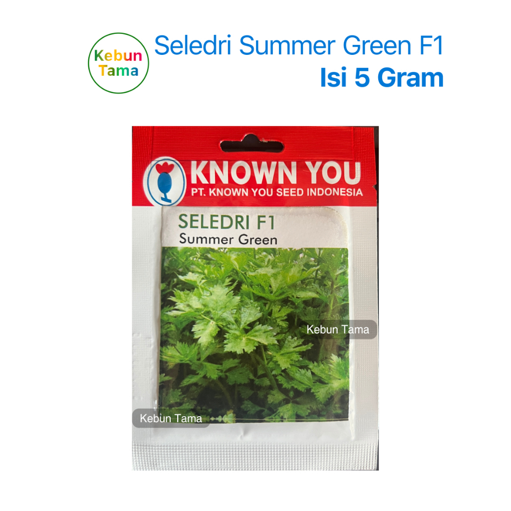 Benih Seledri Summer Green Known You Seed